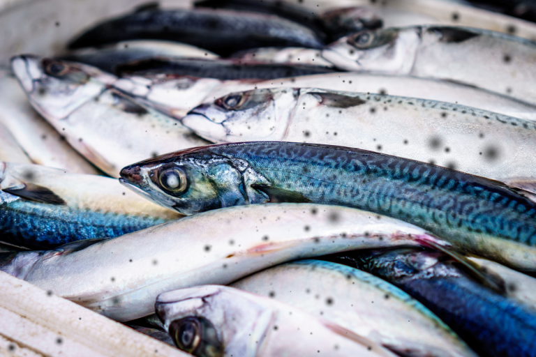 microplastic poisoning trophic transfer pollution marine life