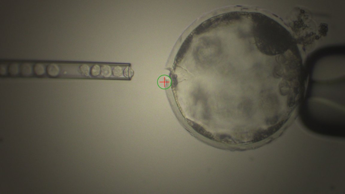 hybrid chimera stem cells