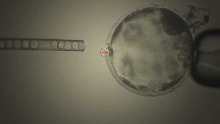 hybrid chimera stem cells