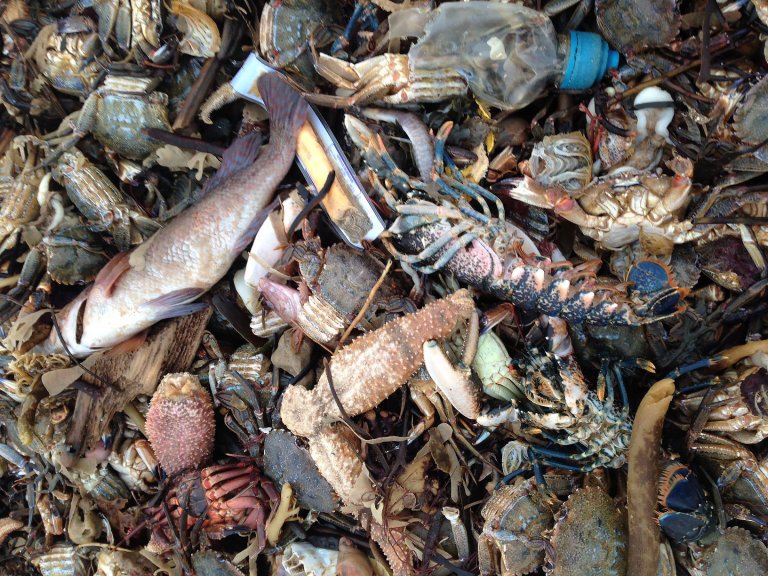 Why Are British Beaches Littered With Dying Marine Life? 3 Things You Need to Know.