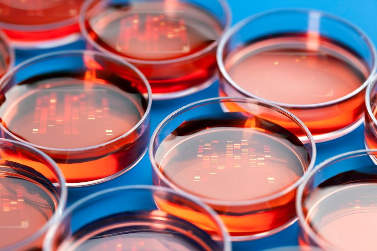 Exploring Animals’ “Junk DNA” Could Help Us Fight Human Diseases