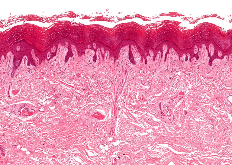 There’s a Previously Undiscovered Organ in Your Body, And It Could Explain How Cancer Spreads