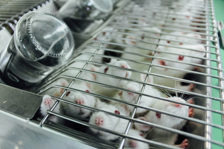 chemical testing animal testing animal rights in vitro