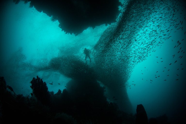 If the Ocean Continues to Warm, Fish May No Longer Be on the Menu