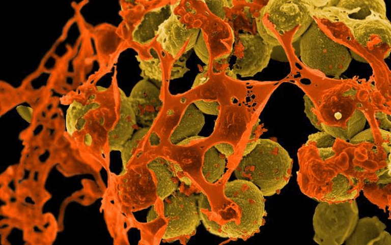 Human Bacteria: An Unlikely Shield Against Skin Cancer