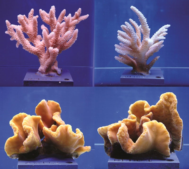 The top two images show staghorn coral before and after exposure to higher temperatures and acidity. Bottom images show the seemingly more resilient yellow scroll coral.Courtesy of The Ohio State University