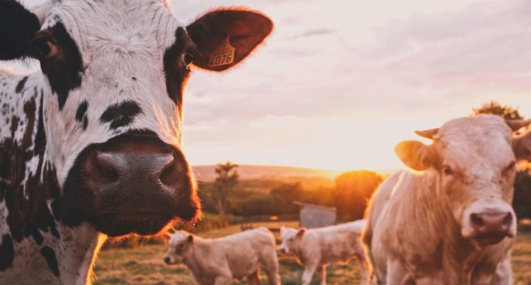 Changing Regulations Mean Genetically Modified Meat Could Soon Be on Your Plate