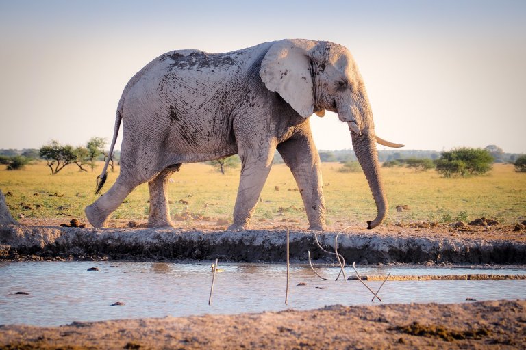 US Quietly Allows Import of Some Elephant Trophies