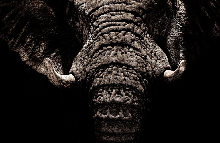 wildlife wwf poaching wildlife trafficking