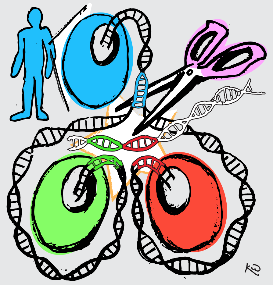 An illustration of the new gene editing technique, showing DNA being trimmed by scissors as it splits off into two twin cells.
