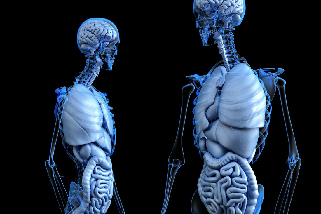 gut mind brain