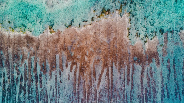 Microbial Armor Could Protect Dying Coral Reefs