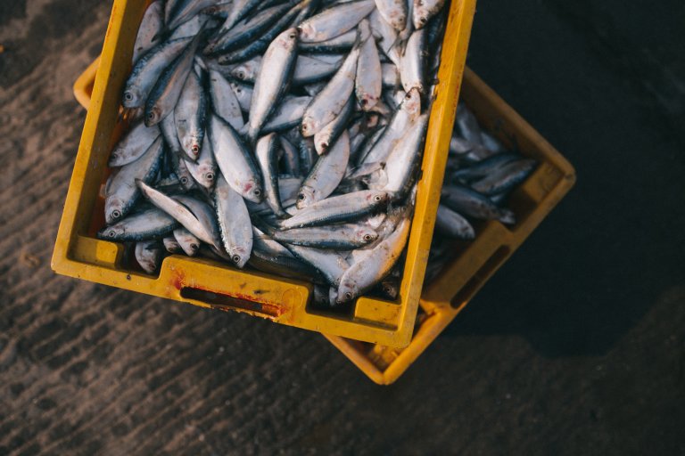 Blockchain Could Help Restaurants Make Sure the Seafood You Order Is Actually What Lands on Your Plate