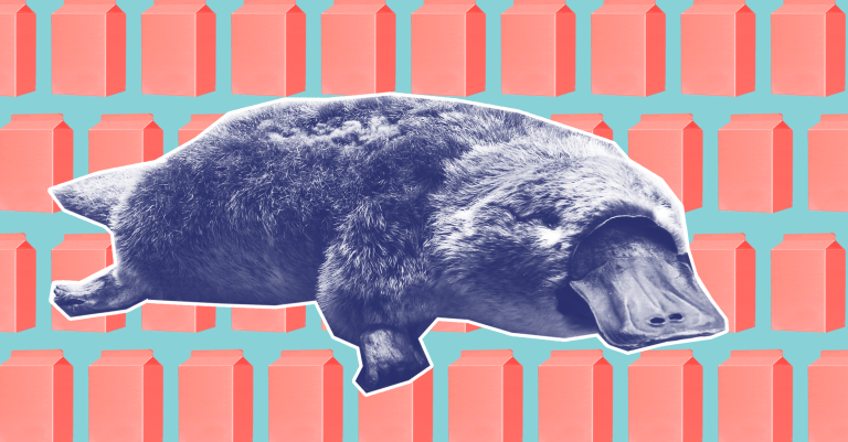 Our Latest Weapon Against Antibiotic Resistance? Platypus Milk