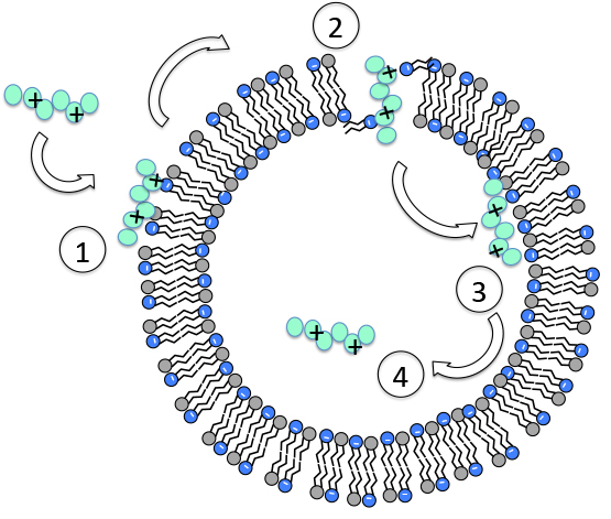 How it kills superbugs. Image credit: Institute of Bioengineering and Nanotechnology