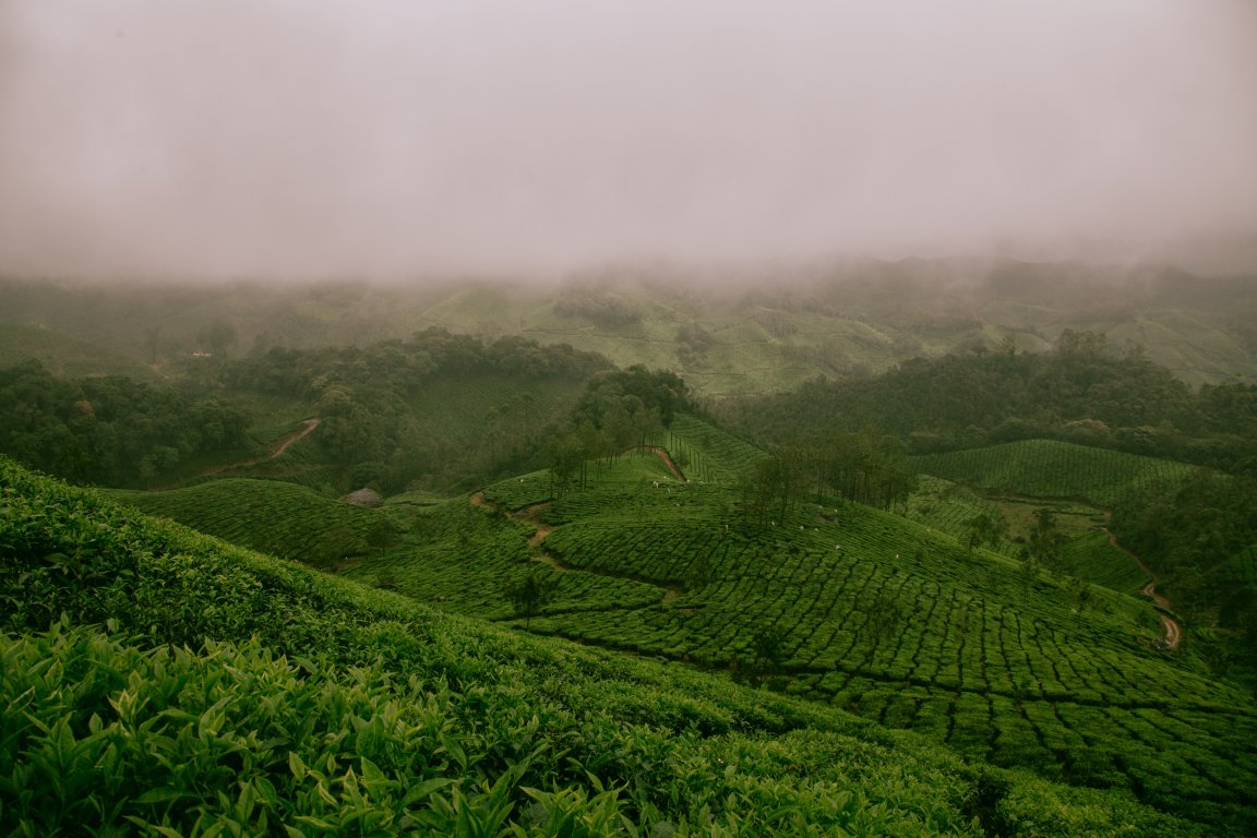 agriculture crops modified plants