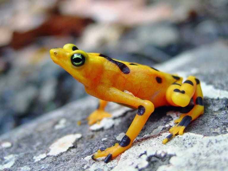 An Amphibian Plague Recovery Could Spell Good News for Animal Disease