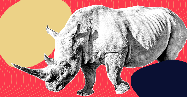 The Last Male Northern White Rhino Is Dead, but the Subspecies Could Still Survive