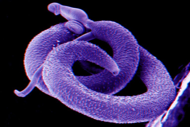 schistosomiasis parasites parasitic worm