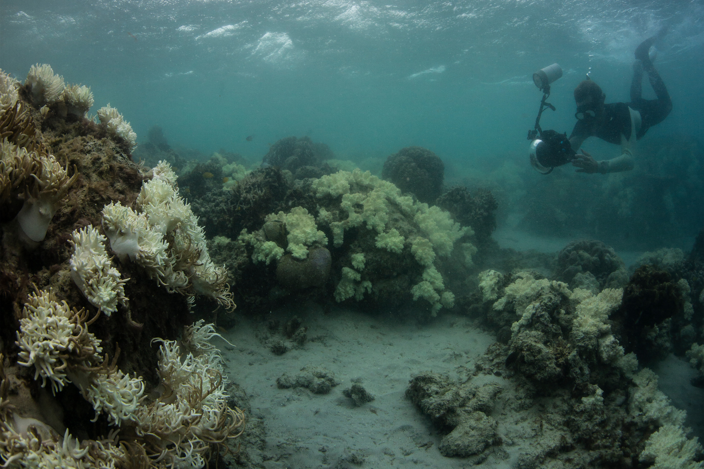 A snorkeler with a rounded panoramic camera documenting bleached and dying corals around Lizard Island, on the Great Barrier Reef, in May 2016/