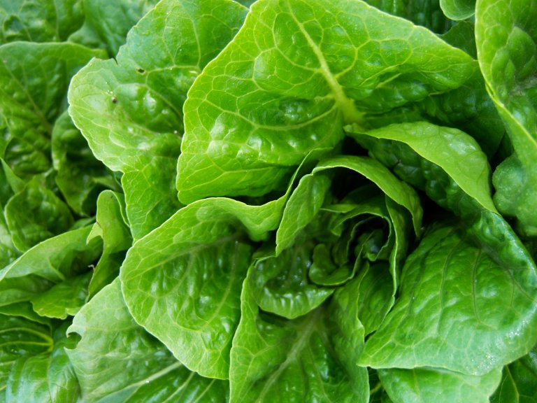You Know That Romaine-Linked Outbreak? DNA Tech Is Fixing It.