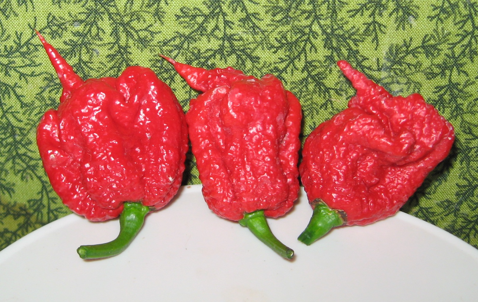 A row of Carolina reaper chili peppers, wrinkled red peppers with a skinny tail and green stem, lined up against a white plate on a green table cloth.