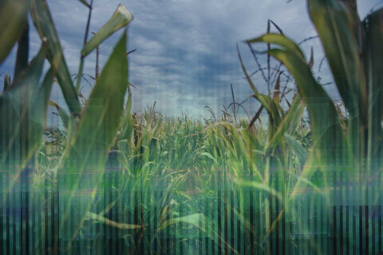 USDA Announces Super-Chill Stance on Gene-Edited Crops