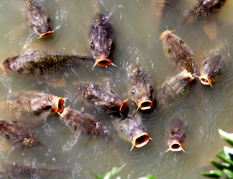 The World’s Rivers Are All Backed Up, Leaving Fish With No Place To Go