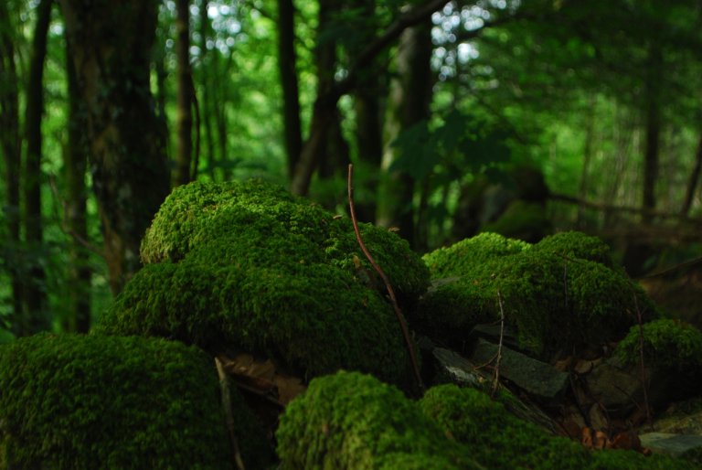 A Moss Can Naturally Clean Harmful Arsenic From Water