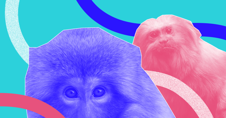 Sorry, PETA: Court Says Monkeys Can’t Own A Copyright
