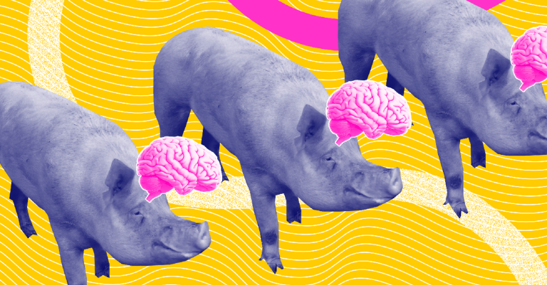 Pig Brains Can Be Kept Alive Outside the Body. Human Brains Might Be Next.
