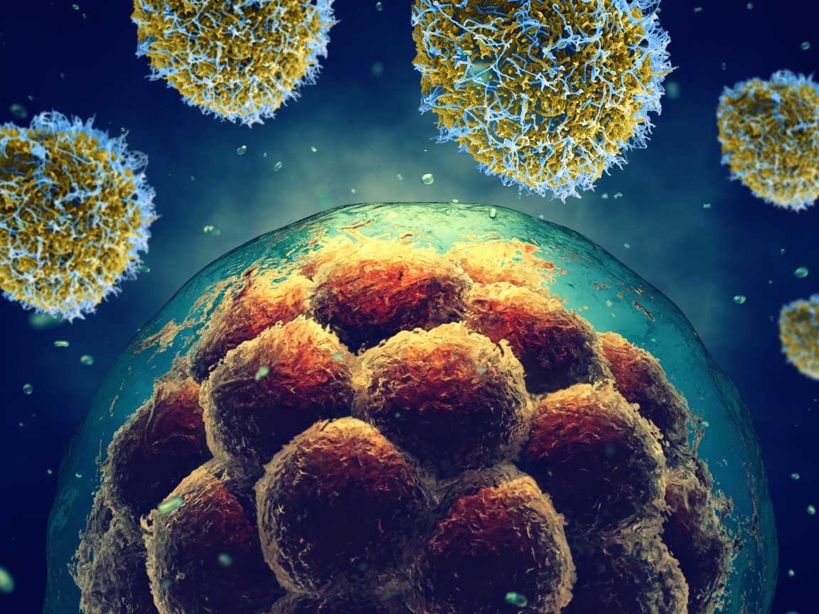 stem cells