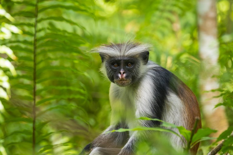 New Facial Recognition Software Tracks and Protects Endangered Primates