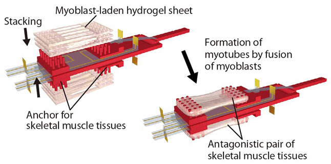 biohybrid robot