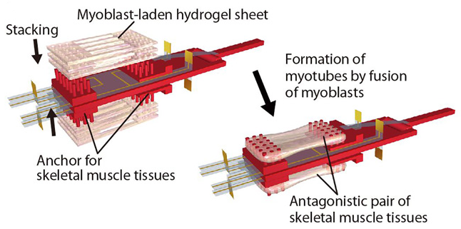 biohybrid robot