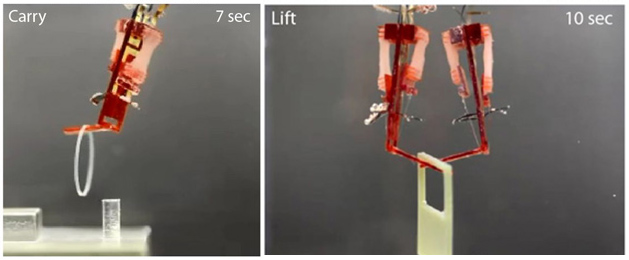 biohybrid robot