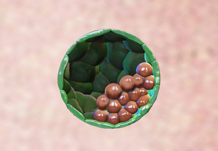artificial embryo