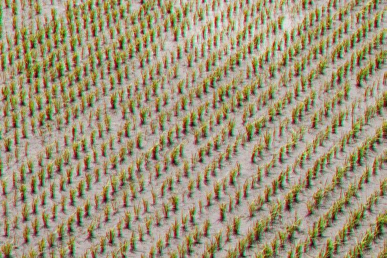 Embattled GMO Golden Rice Is Now Allowed in US Food Supply