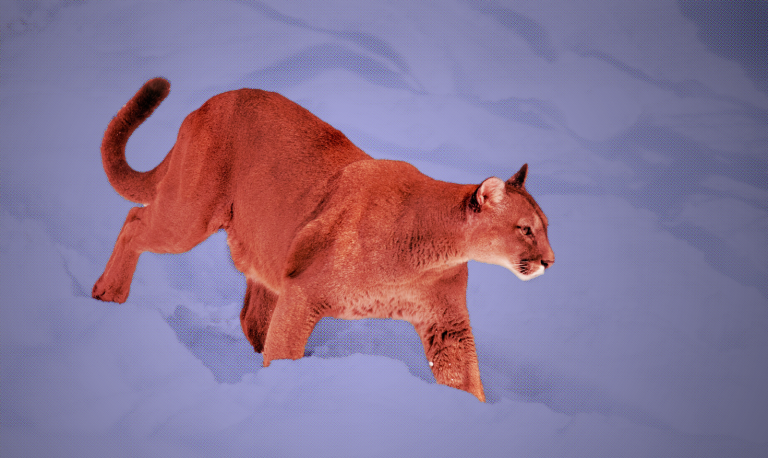 Predators That Used To Be Threatened Are Expanding Back Into Their Old Habitats