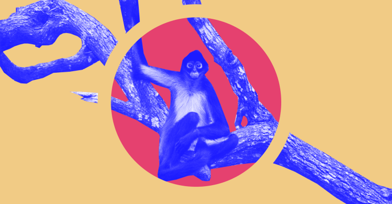 AI That Counts And Identifies Wildlife Could Be A Game-changer For Ecologists