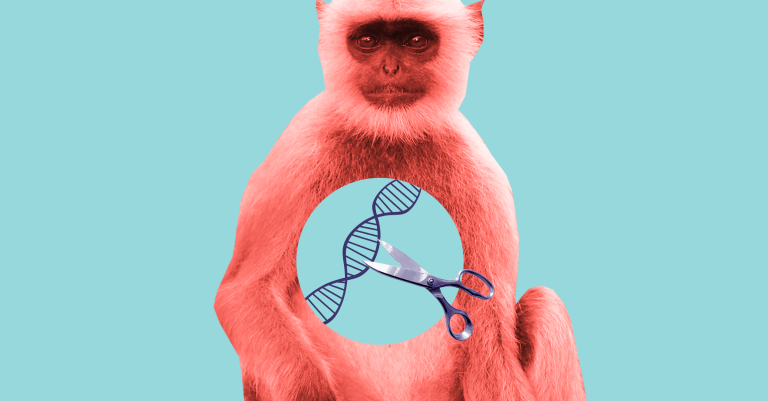 CRISPR Doesn’t Cause Unintended Mutations in Monkeys, Study Finds