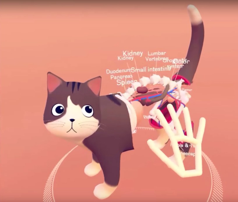 New VR Demo Lets You Use Your Hands to Explore A Cat's Innards