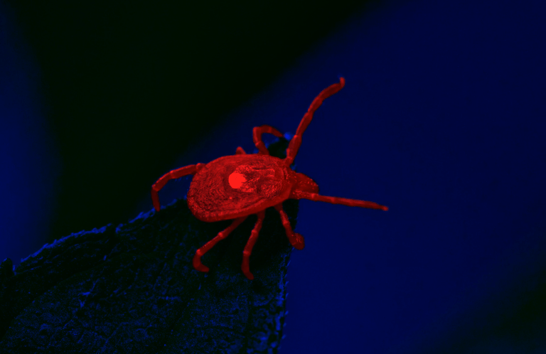 The Digest: Tick Bites Have Made Thousands of Americans Allergic to Red Meat