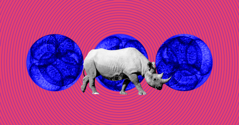 The Digest: First Rhino Embryos Produced in a Lab Could Save Almost-Extinct Subspecies