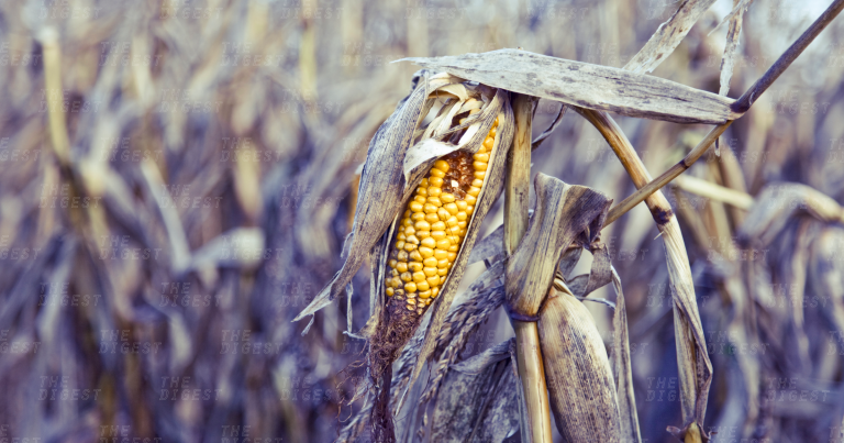Geoengineering Would Hurt Earth’s Crops More Than It Would Help Them, Says Study