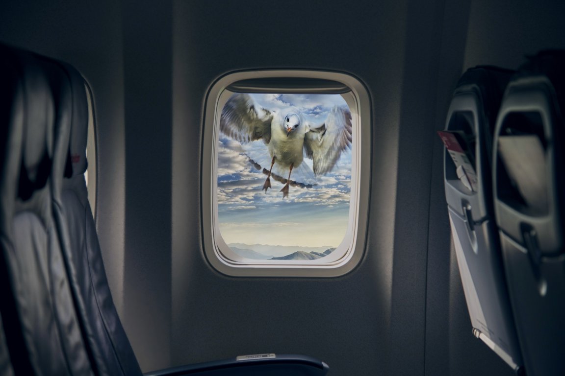 Preventing bird collisions with planes and other manmade objects could be as simply as adding red or blue LEDs to our creations.