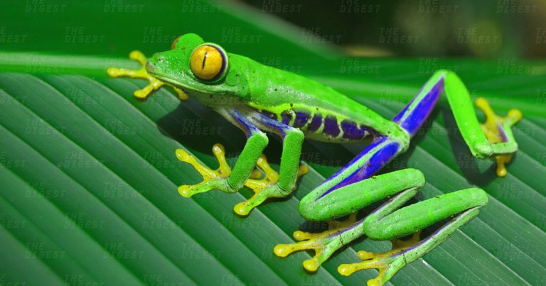 You Can Now Genetically Engineer Your Own Mutant Frogs For $499