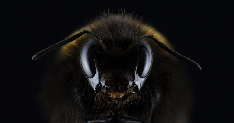 A “Vaccine” Created from Mushrooms Could Help Save the Bees