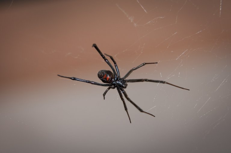 Black Widow Spider Research Could Lead to Bulletproof Silk