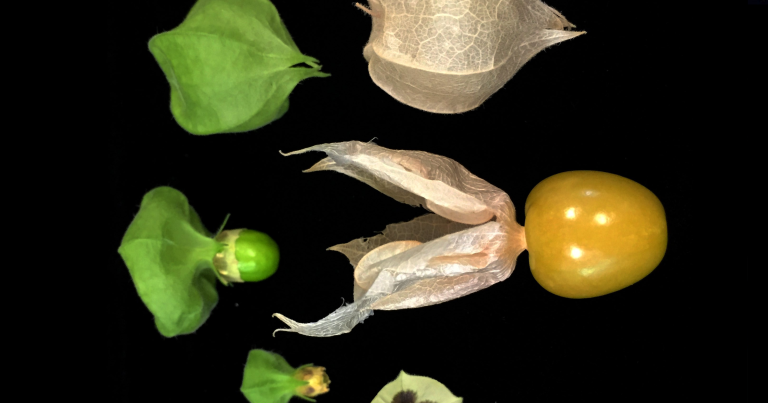 Scientists Used CRISPR to Domesticate This Delicate Fruit
